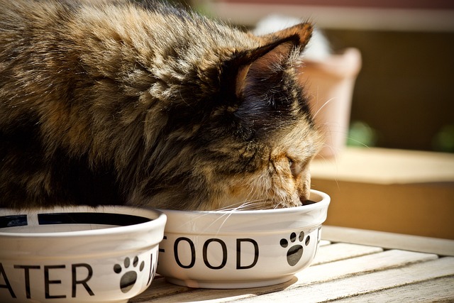 What Is The Ideal Diet For Cats