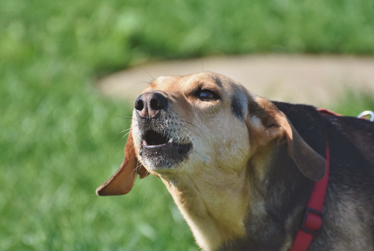 How to train my store dog to bark at strangers