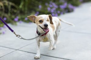 Portrait of "Jessica," a smiling one-eyed Beagle mix running on a sidewalk. By using this photo, you are supporting the Amanda Foundation, a nonprofit organization that is dedicated to helping homeless animals find permanent loving homes.