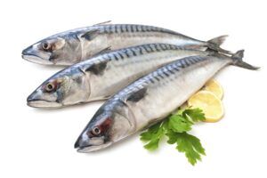 Mackerel fish