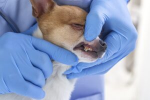 dog dental vet