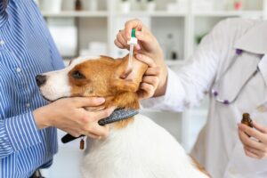 The vet buries drops in the ears of the dog. The owner keeps the dog. Blurred background of veterinary clinic