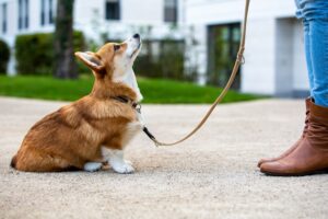 dog training: corgi puppy sit in front of a woman, looking up